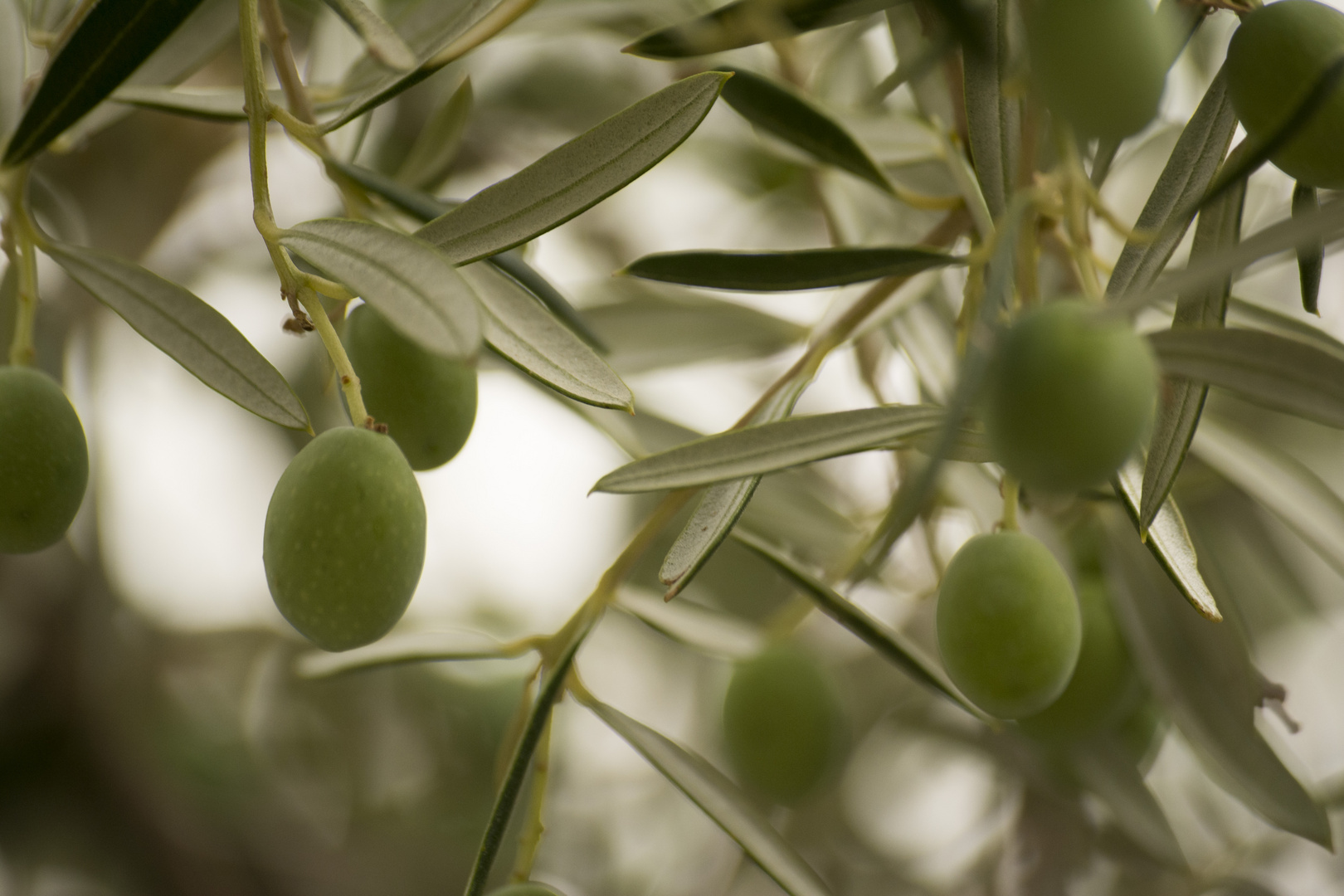 Oliven aus Spanien