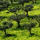 Oliven Bäume