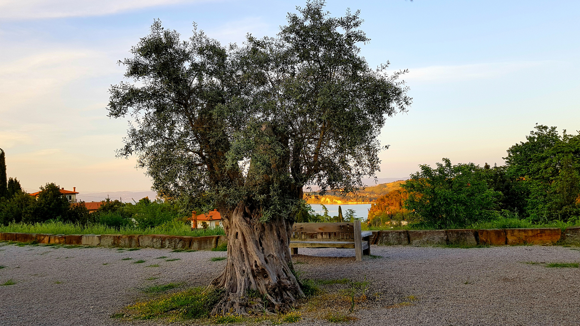 Oliven Baum…