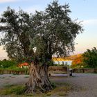 Oliven Baum…