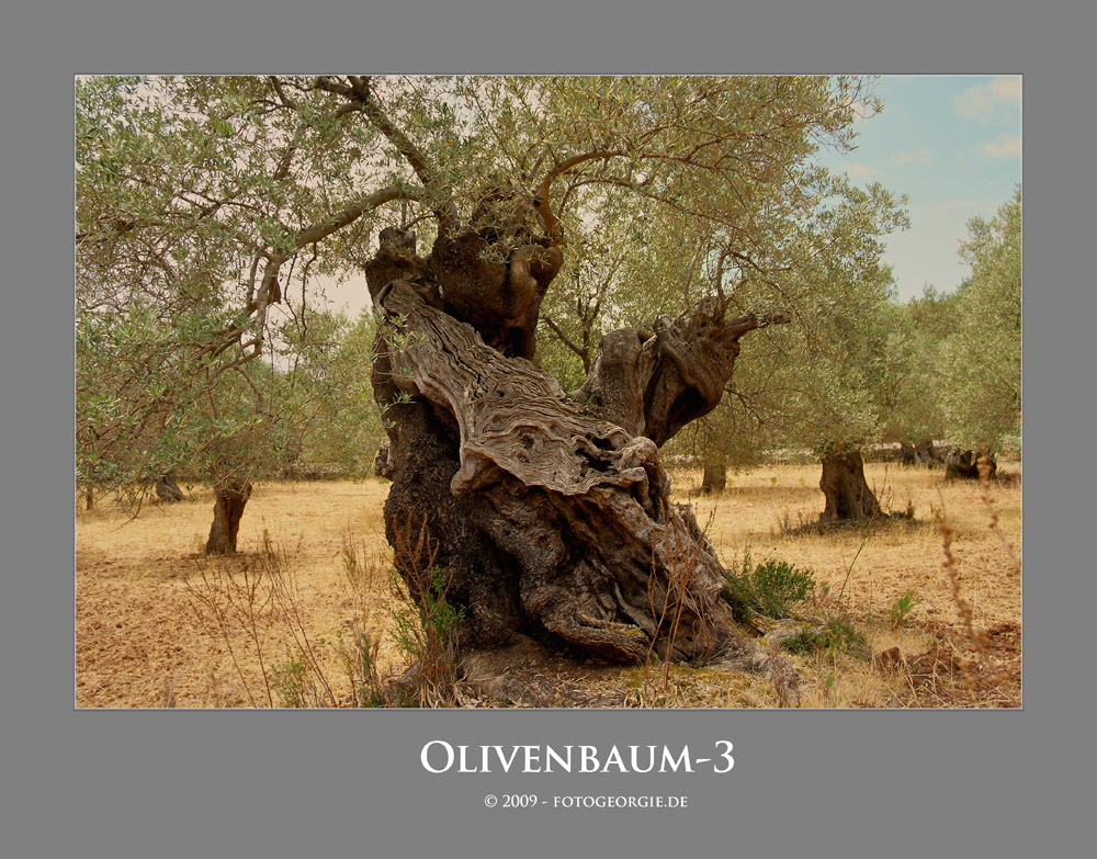 Oliven-Baum-3