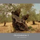 Oliven-Baum-3