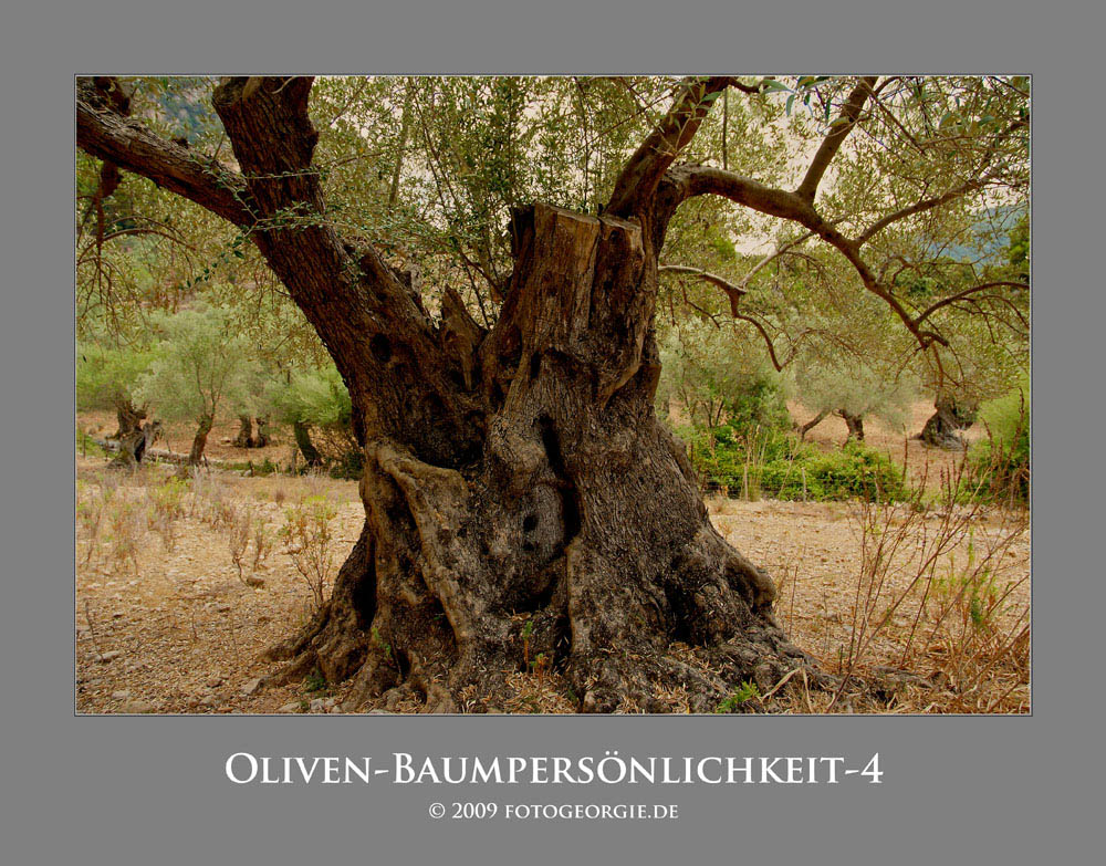 Oliven-Baum-4