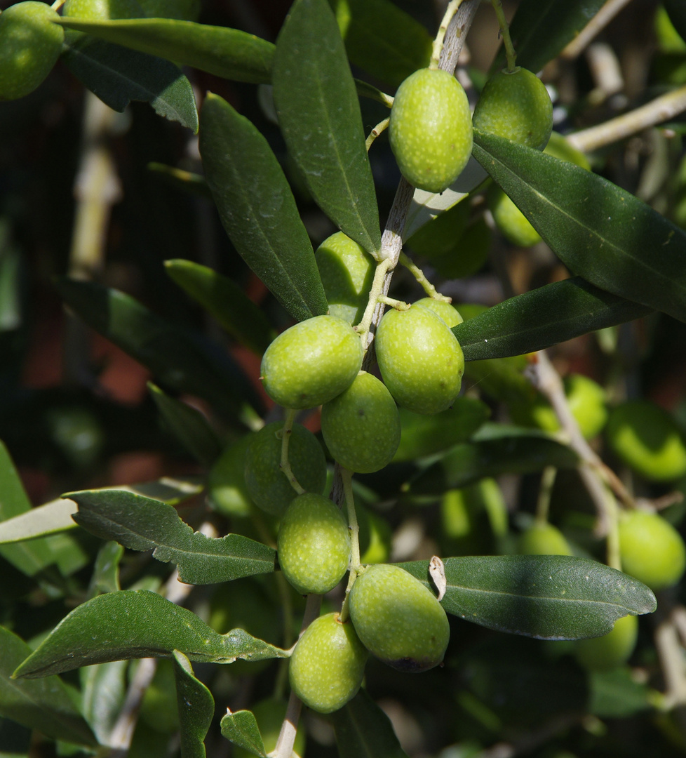 Oliven der Toskana