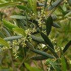 Oliven im Juni