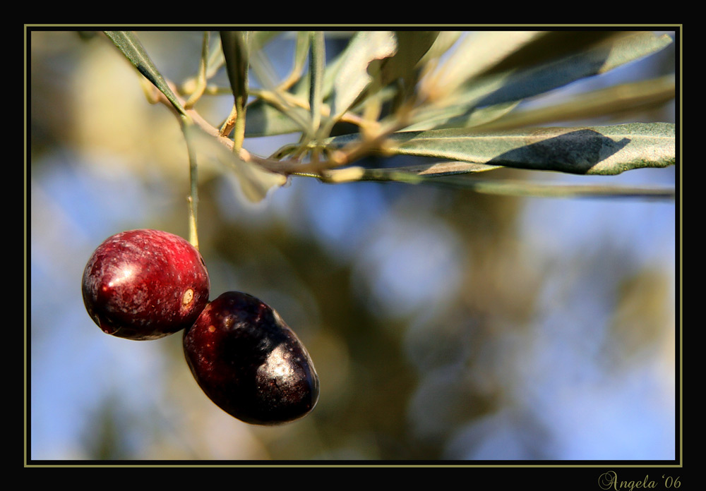 Oliven in meinem Garten