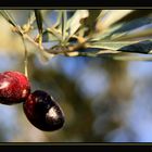 Oliven in meinem Garten