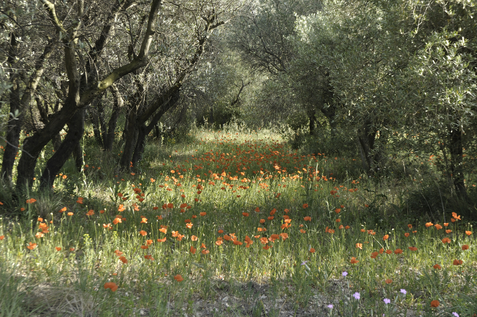 Oliven in Mohn