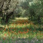 Oliven in Mohn