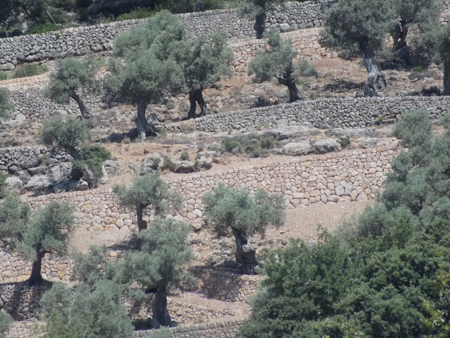 Oliven Plantage, Valldemosa