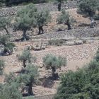 Oliven Plantage, Valldemosa