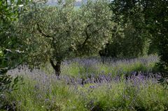 oliven und lavendel