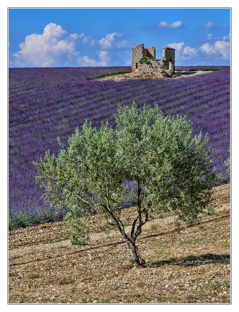 Oliven und Lavendel
