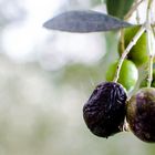 Oliven vor der Ernte