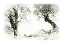 " Olivenbäume " 1