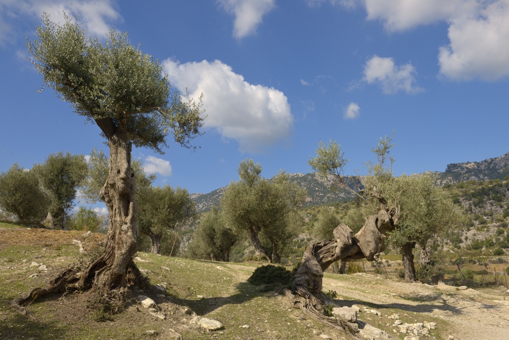 Olivenbäume 4