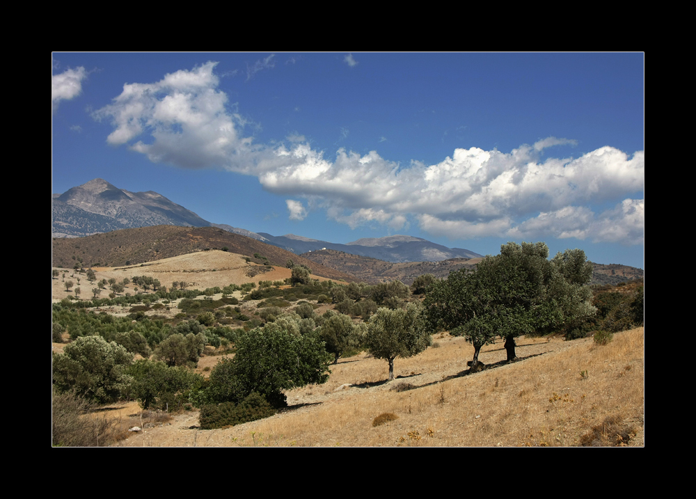 Olivenbäume..