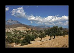 Olivenbäume..