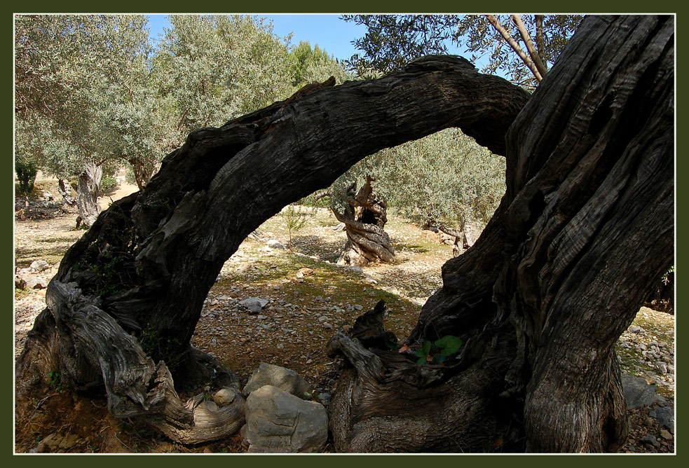 Olivenbäume...