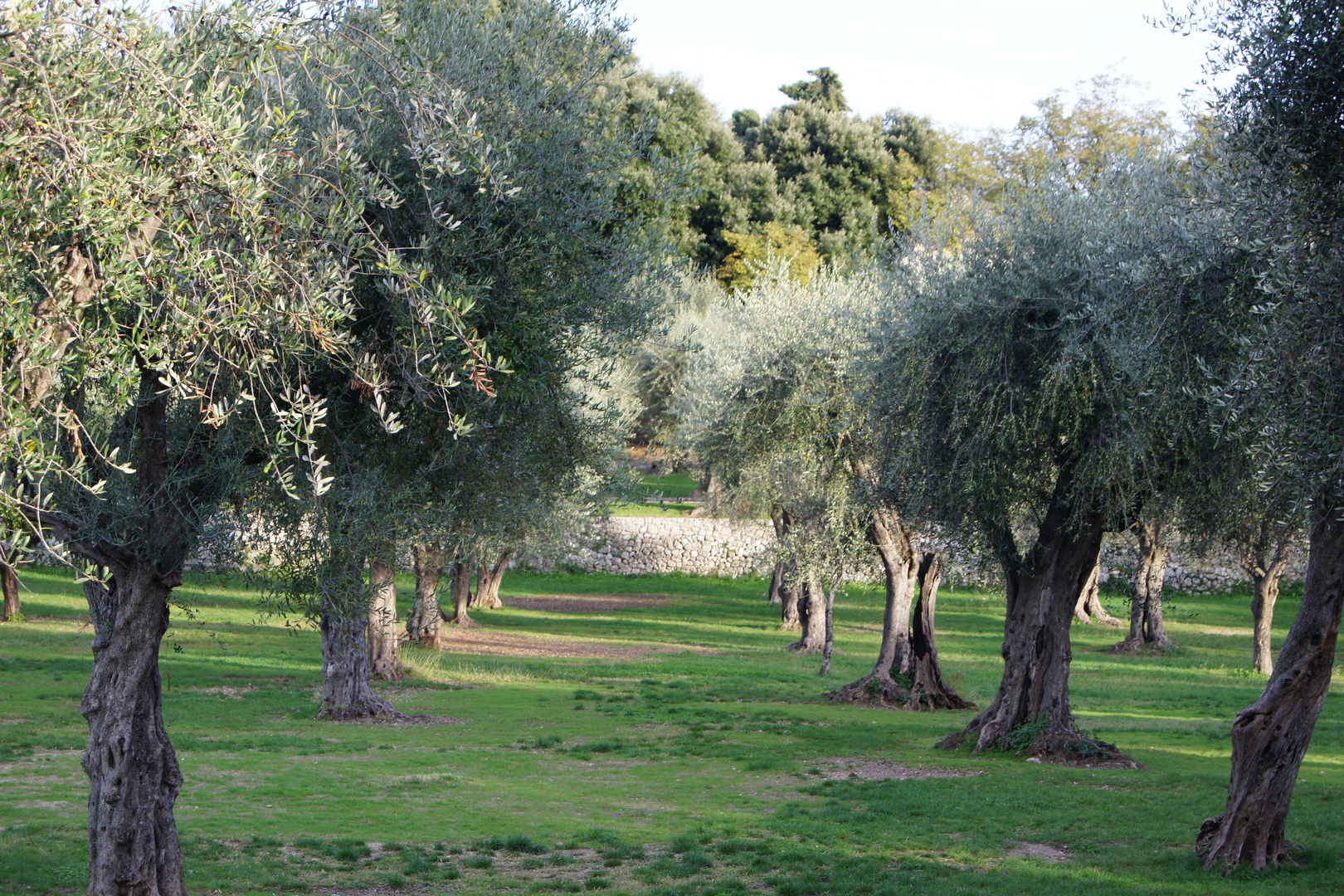 Olivenbäume...