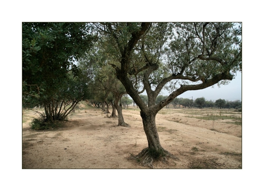 Olivenbäume....