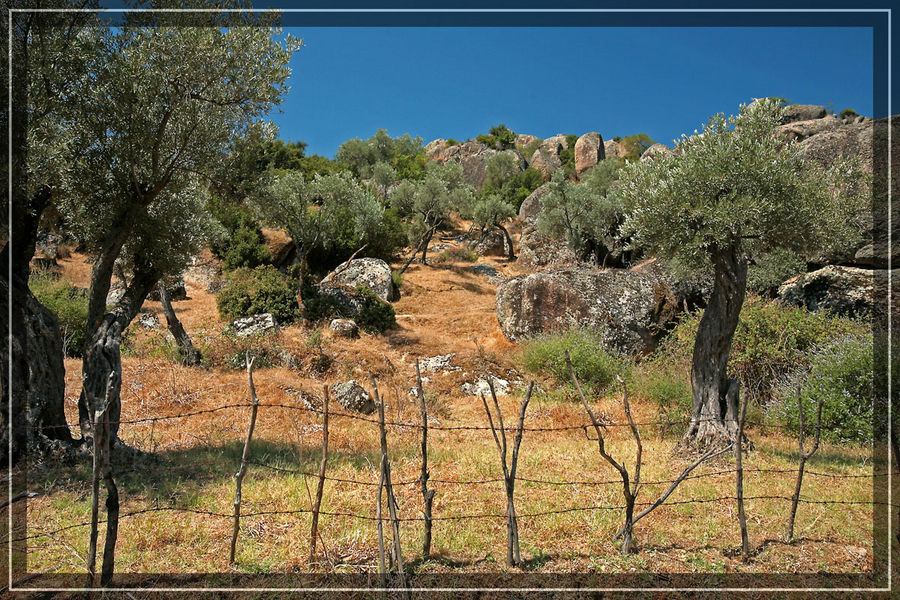 Olivenbäume am Bafa-See