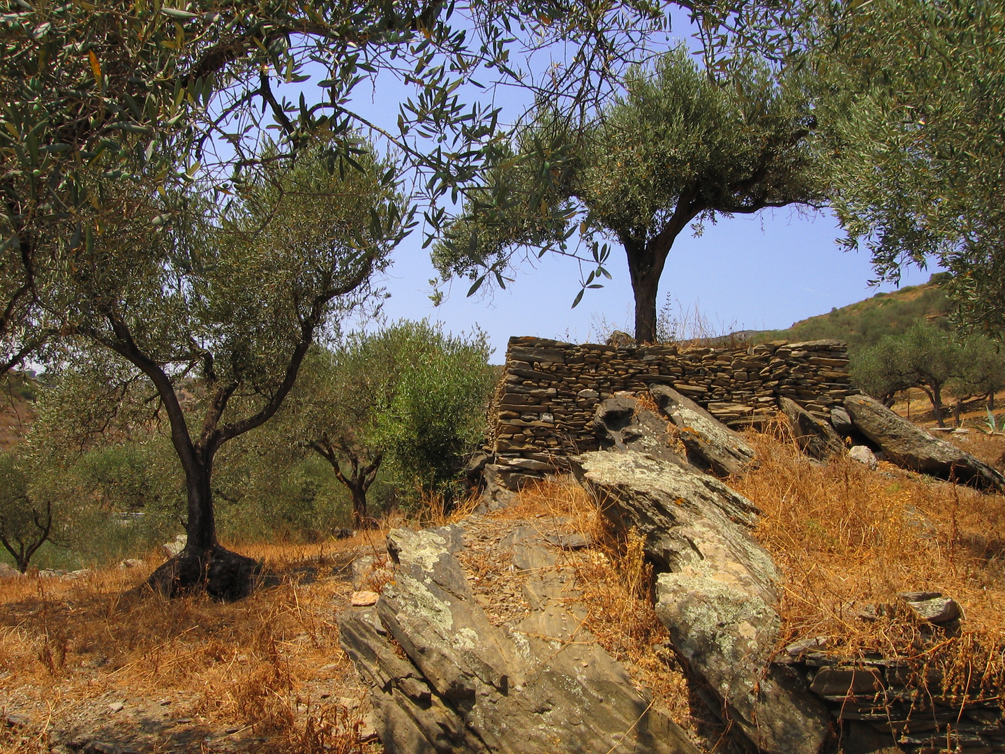 Olivenbäume am Cap de Creus....