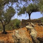 Olivenbäume am Cap de Creus....