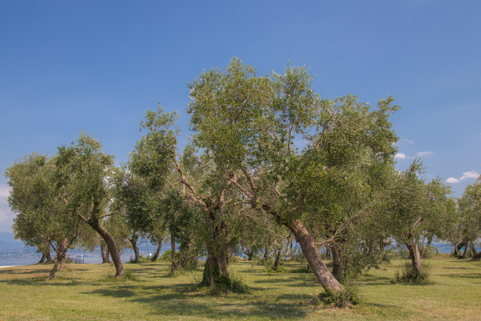 Olivenbäume am Gardasee