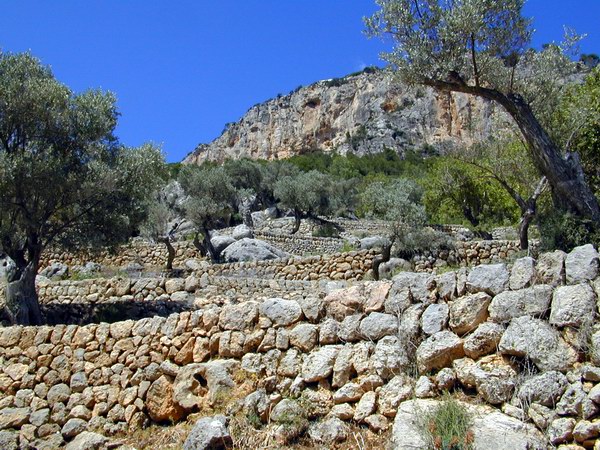 Olivenbäume am Hang