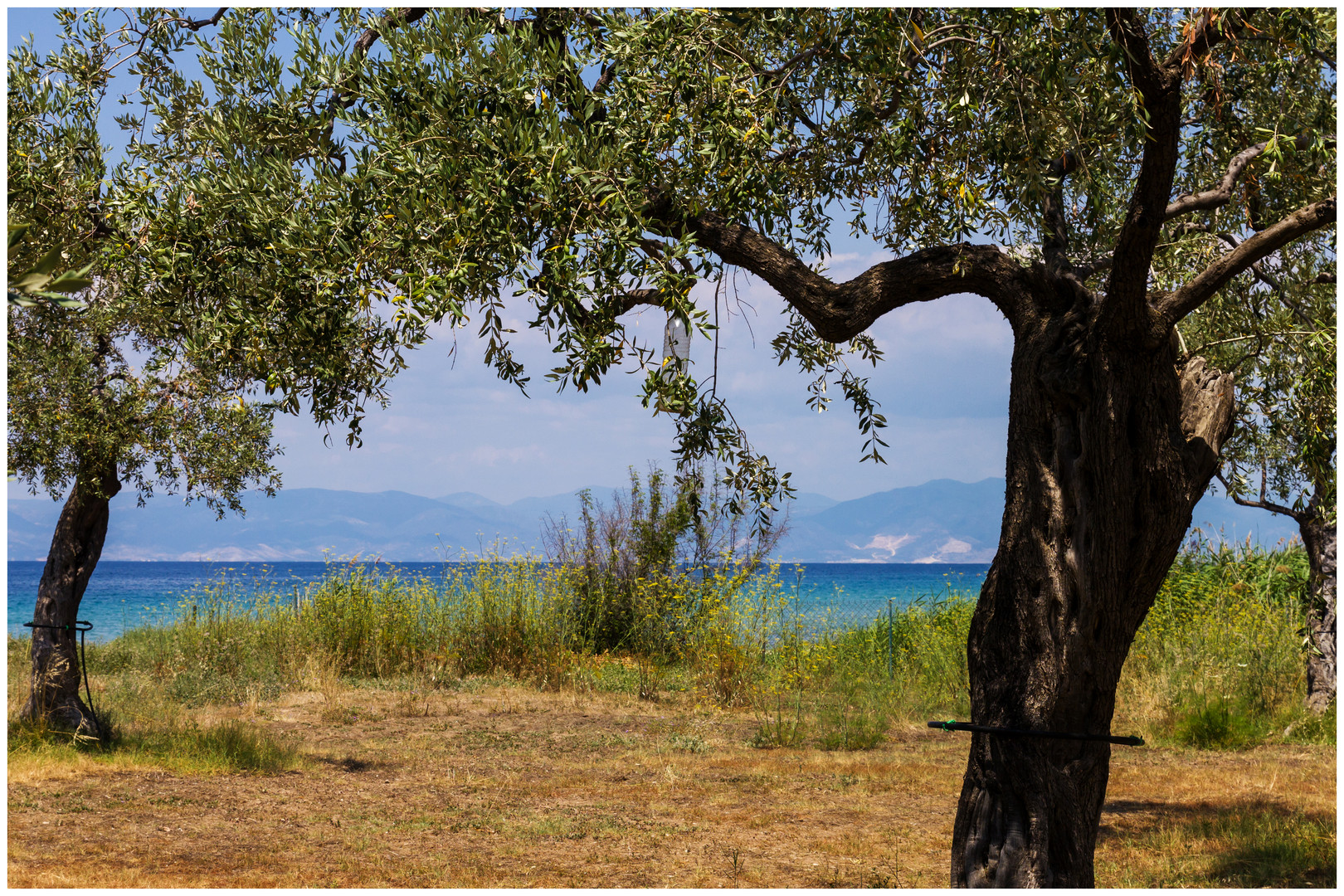 Olivenbäume am Meer