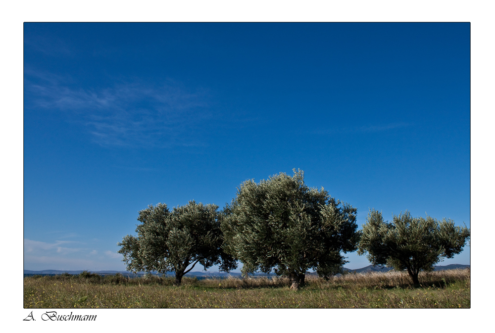 Olivenbäume an der Küste