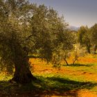 Olivenbäume - Andalusien