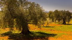 Olivenbäume - Andalusien