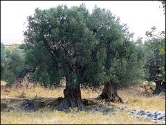 Olivenbäume auf Euböa