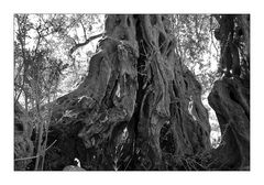 Olivenbäume auf Kreta II
