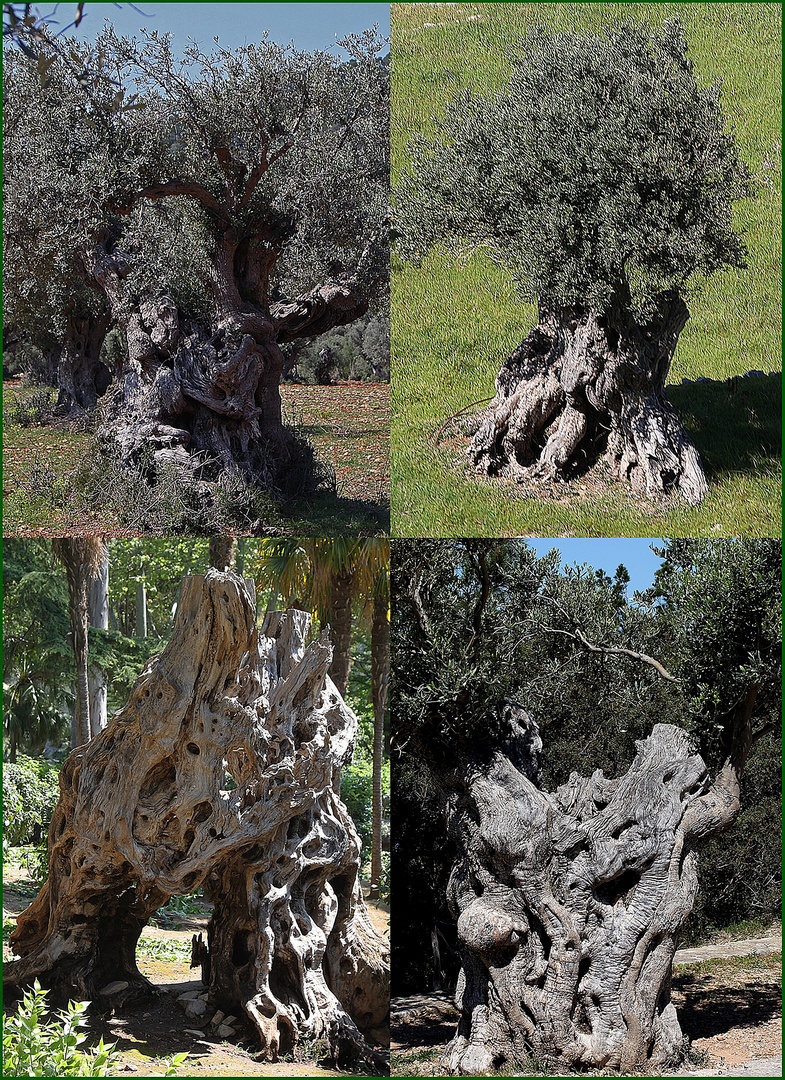 Olivenbäume auf Mallorca