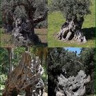 Olivenbäume auf Mallorca