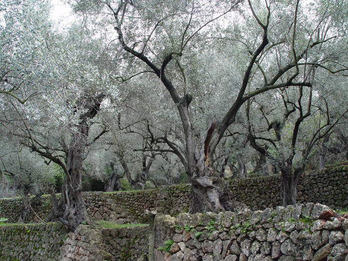 Olivenbäume auf Mallorca