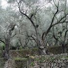 Olivenbäume auf Mallorca