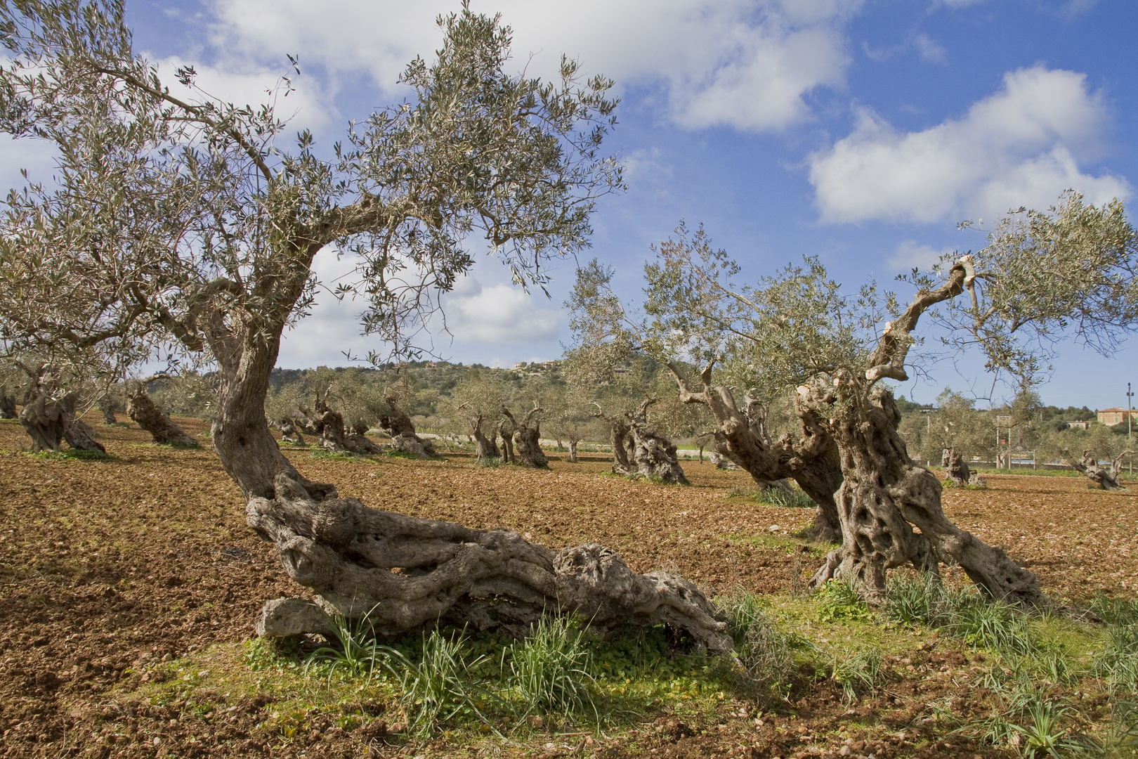 Olivenbäume auf Mallorca