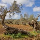 Olivenbäume auf Mallorca