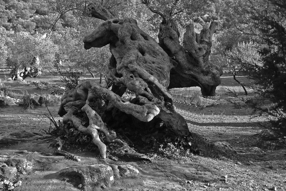 Olivenbäume auf Mallorca