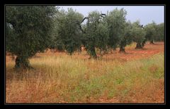 Olivenbäume auf roter Erde