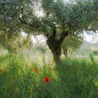 Olivenbäume im Abendlicht der Provence