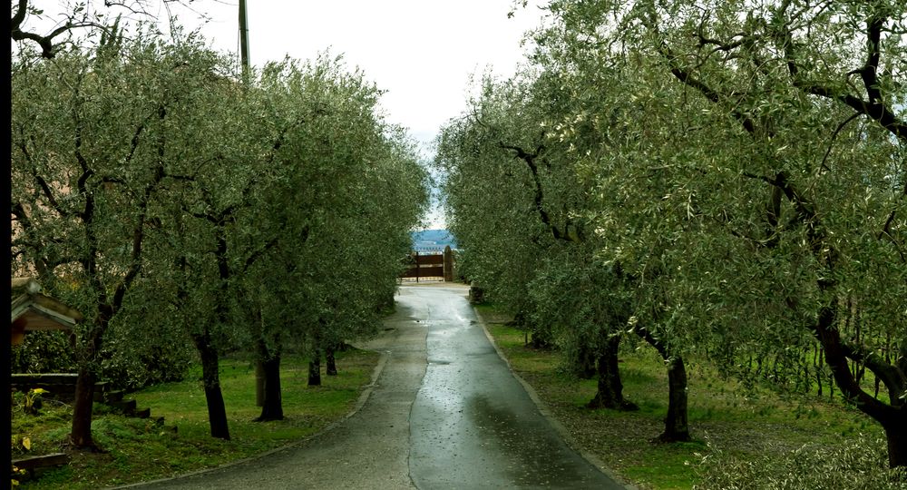 Olivenbäume im Februar