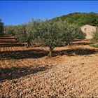 Olivenbäume in der Drôme