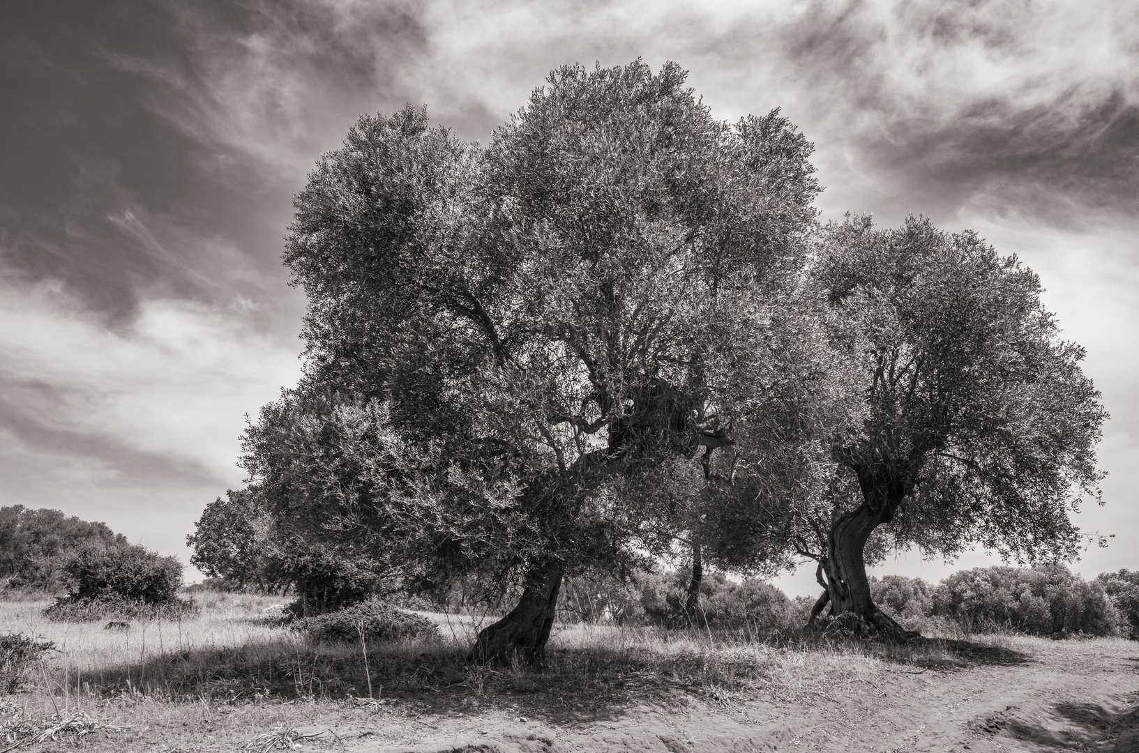 Olivenbäume in der Maremma