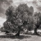 Olivenbäume in der Maremma