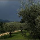 Olivenbäume in der Provence